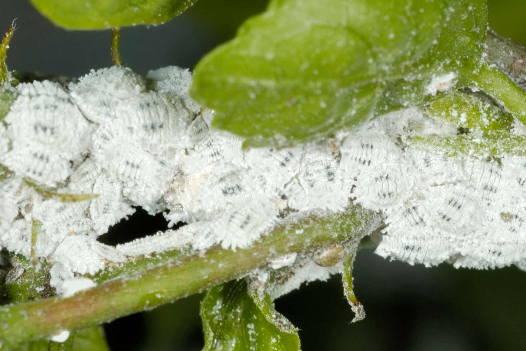 Mealybugs 1