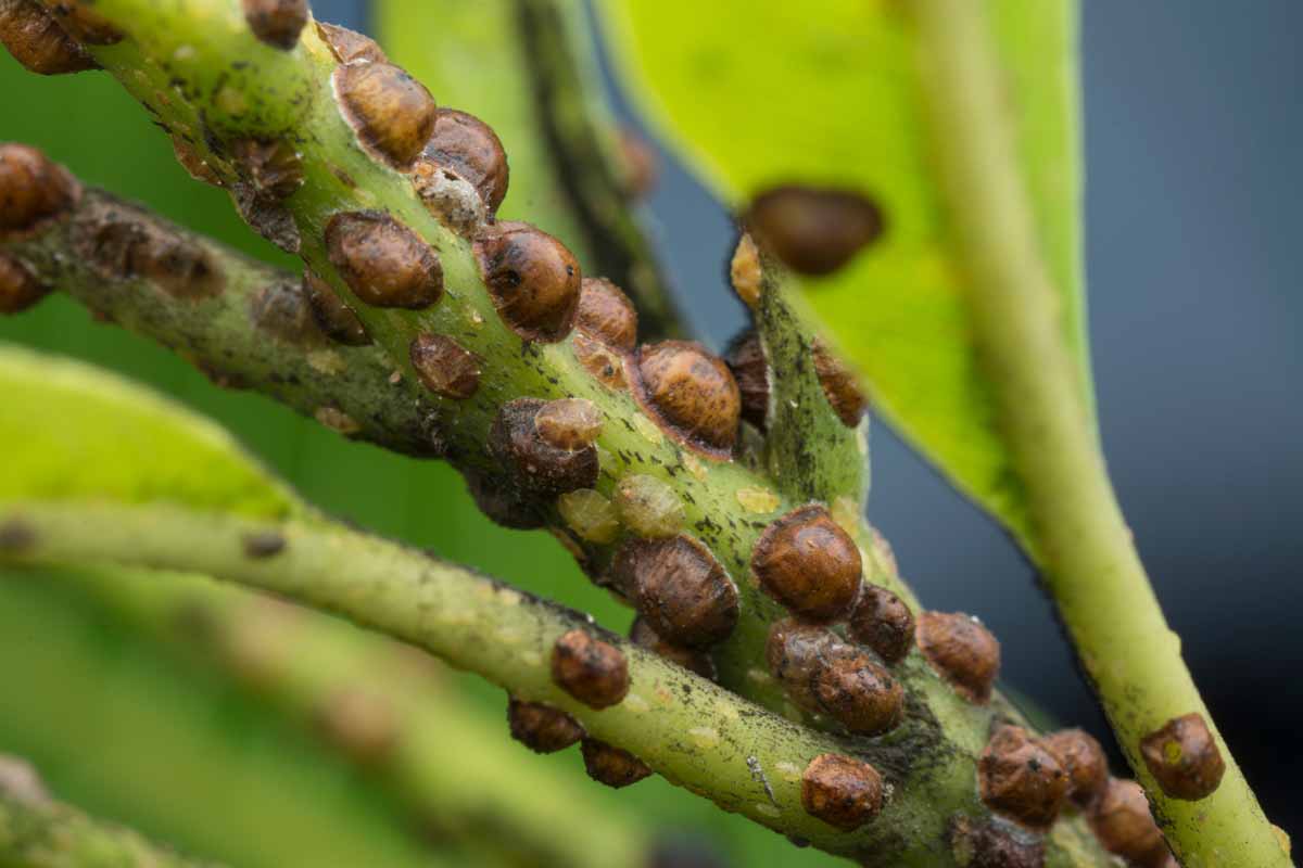 Scale Insects 1