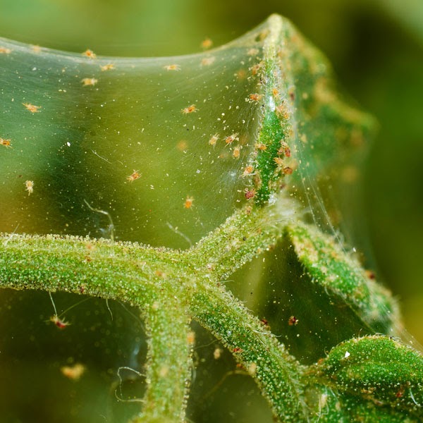 Spider Mites 1