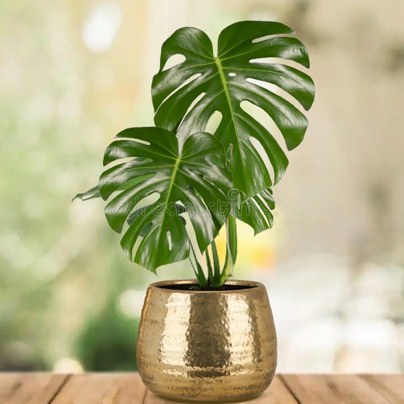 Monstera Deliciosa full plant