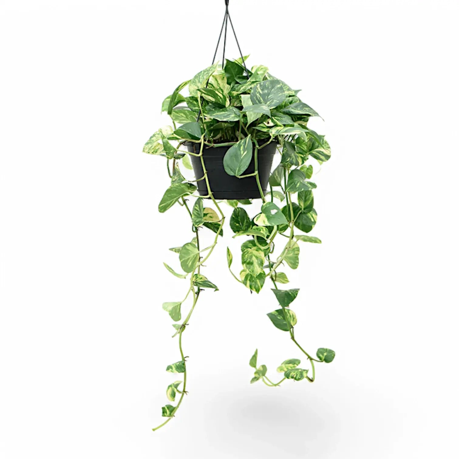 Pothos vining plant