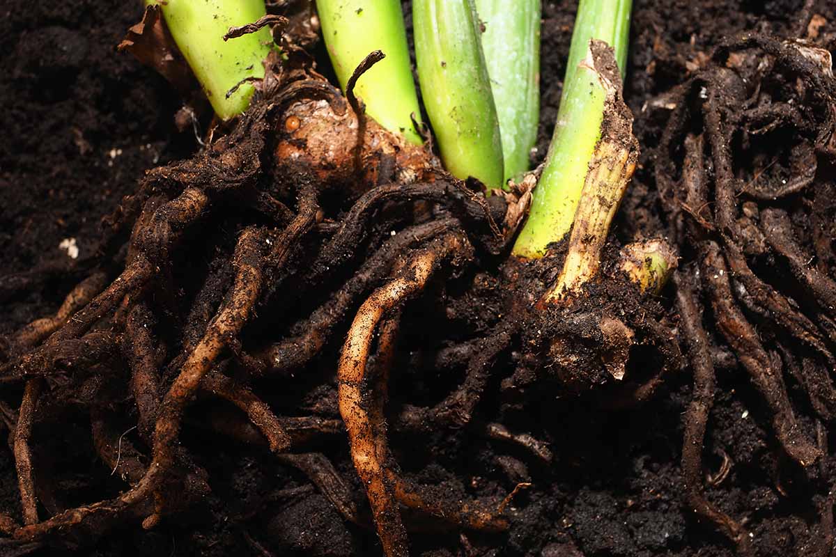 Overwatering & Root Rot 1